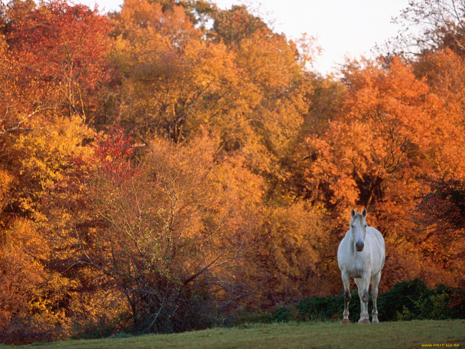 warmblood, tewkesbury, manor, maryland, , 